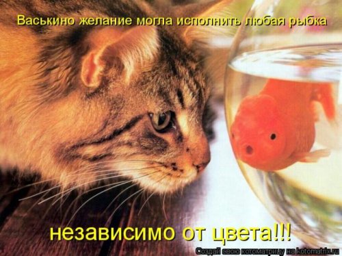 котоматрица лучшее за неделю