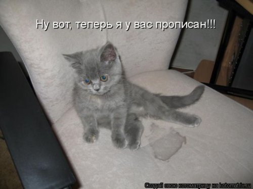котоматрица лучшее за неделю