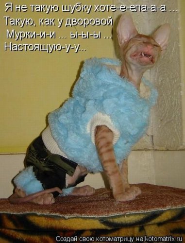 котоматрица лучшее за неделю