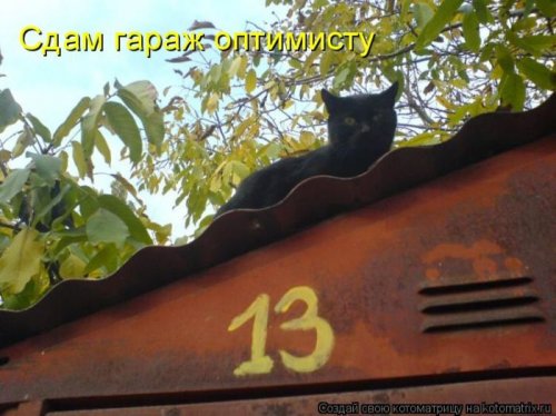 котоматрица лучшее за неделю