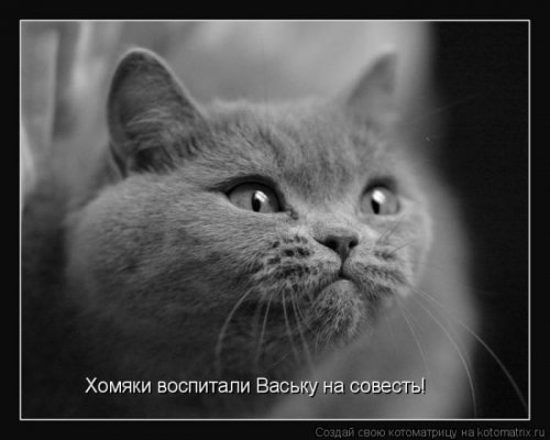 котоматрица лучшее за неделю