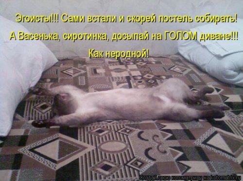 котоматрица лучшее за неделю