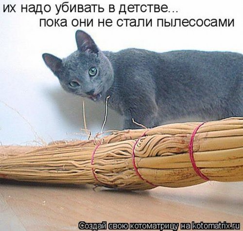 котоматрица лучшее за неделю