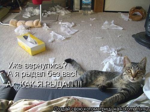 котоматрица лучшее за неделю