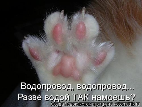 котоматрица лучшее за неделю