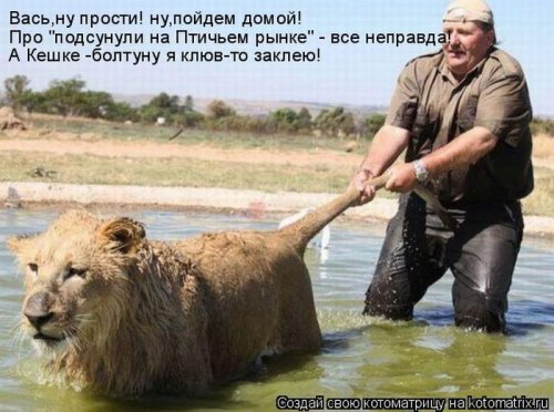 котоматрица лучшее за неделю