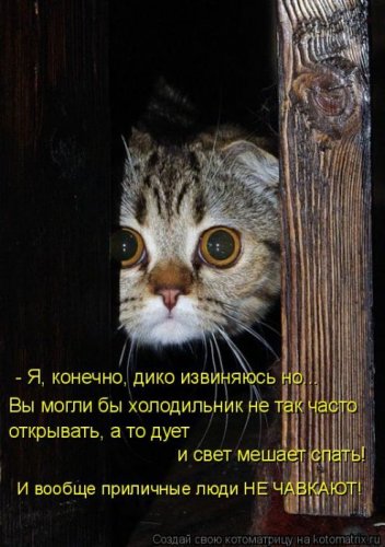 котоматрица лучшее за неделю