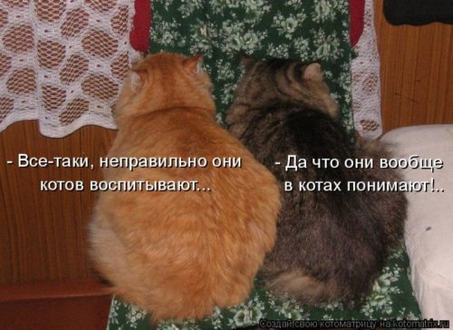 котоматрица лучшее за неделю