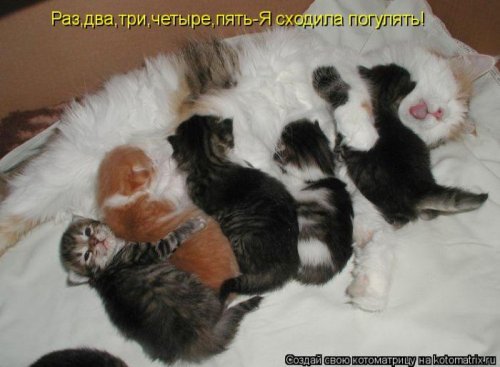 котоматрица лучшее за неделю
