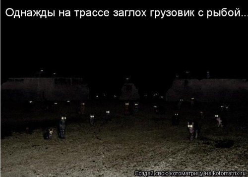 котоматрица лучшее за неделю