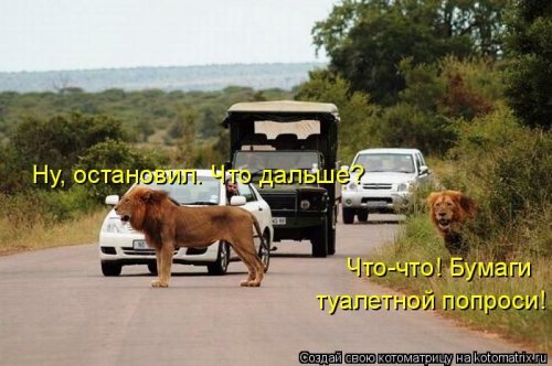 котоматрица лучшее за неделю