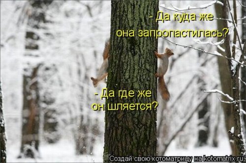 котоматрица лучшее за неделю