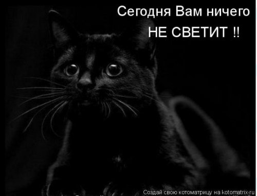 котоматрица лучшее за неделю