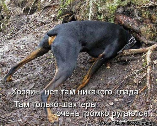 котоматрица лучшее за неделю