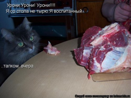 котоматрица лучшее за неделю