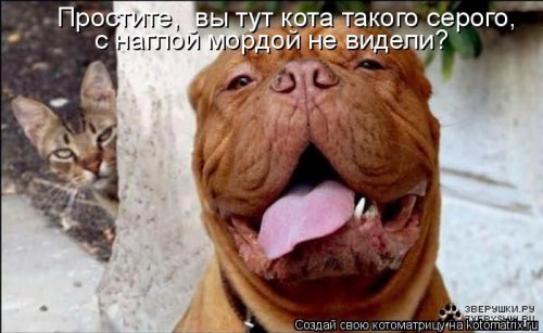котоматрица лучшее за неделю