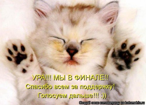 котоматрица лучшее за неделю