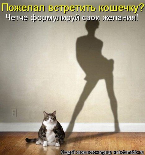 котоматрица лучшее за неделю