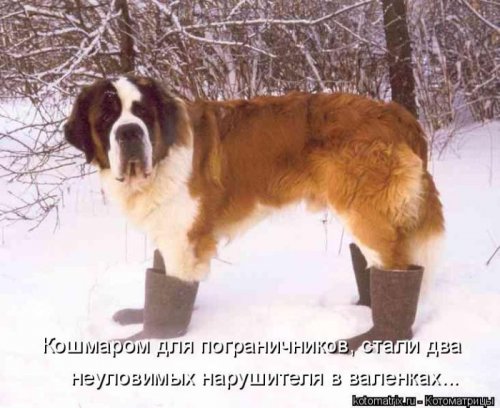 котоматрица лучшее за неделю