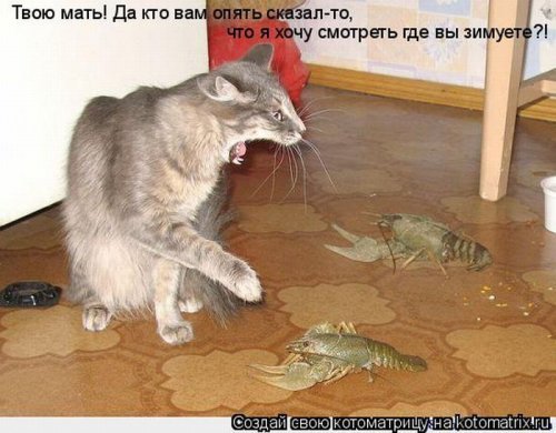 котоматрица лучшее за неделю