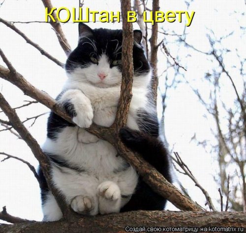 котоматрица лучшее за неделю