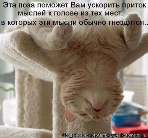 котоматрица лучшее за неделю