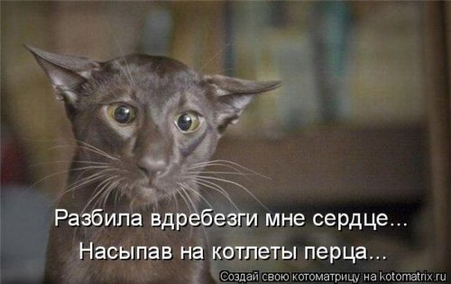 котоматрица лучшее за неделю
