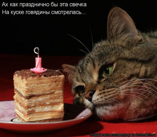 котоматрица лучшее за неделю