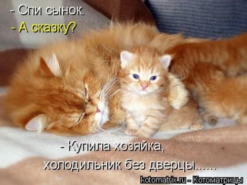 котоматрица лучшее за неделю