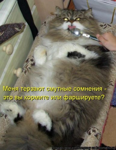 котоматрица лучшее за неделю