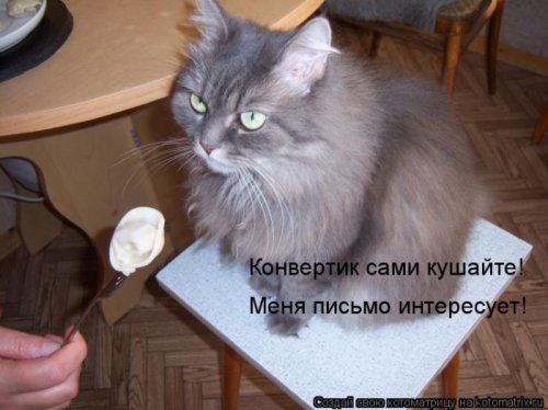 котоматрица лучшее за неделю