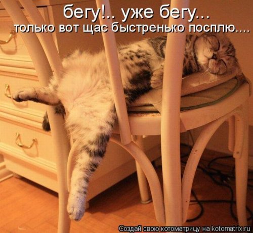 котоматрица лучшее за неделю