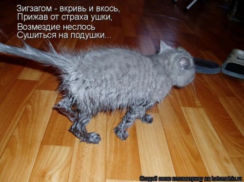 котоматрица лучшее за неделю