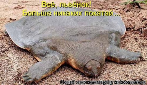 котоматрица лучшее за неделю