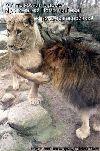 котоматрица лучшее за неделю