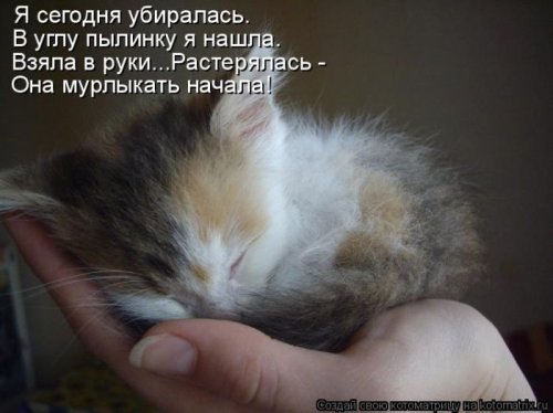котоматрица лучшее за неделю