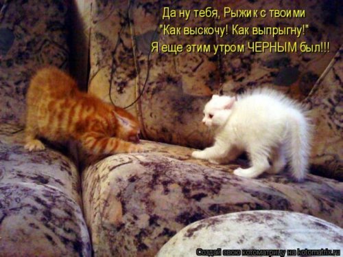 котоматрица лучшее за неделю