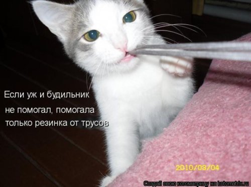 котоматрица лучшее за неделю