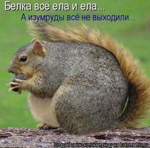 котоматрица лучшее за неделю