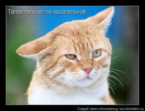 котоматрица лучшее за неделю