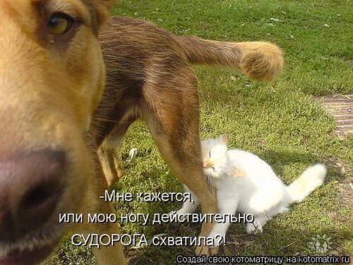 котоматрица лучшее за неделю