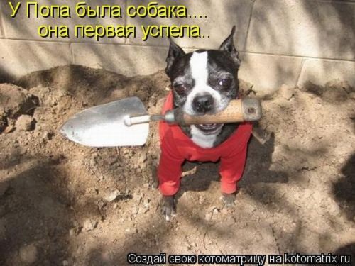 котоматрица лучшее за неделю