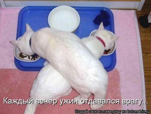 котоматрица лучшее за неделю
