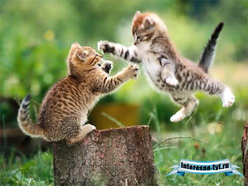 Братья наши большие и меньшие - котята и котяры