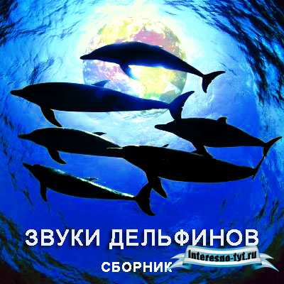 Звуки дельфинов