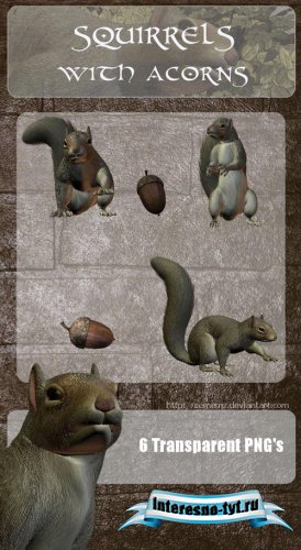 PNG Клипарт - Белка нарисованная в 3D редакторе