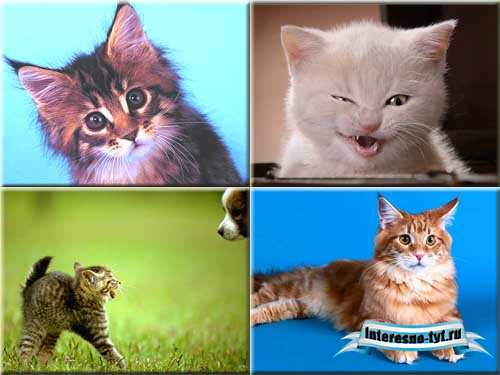 Коллекция фоток - Коты