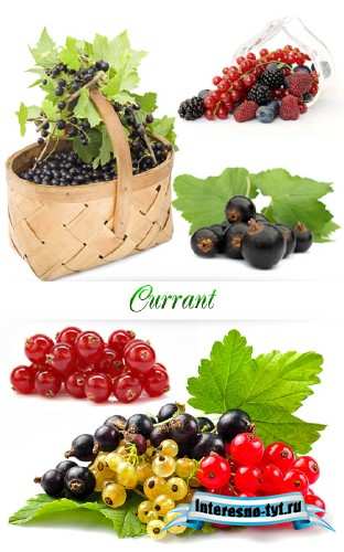 Stock Photo - Смородина