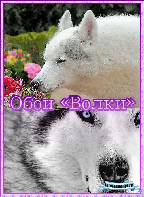 Обои для рабочего стола волки