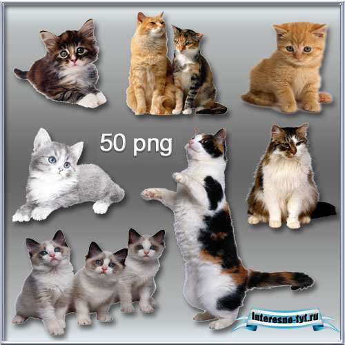 Кошки, котята PNG